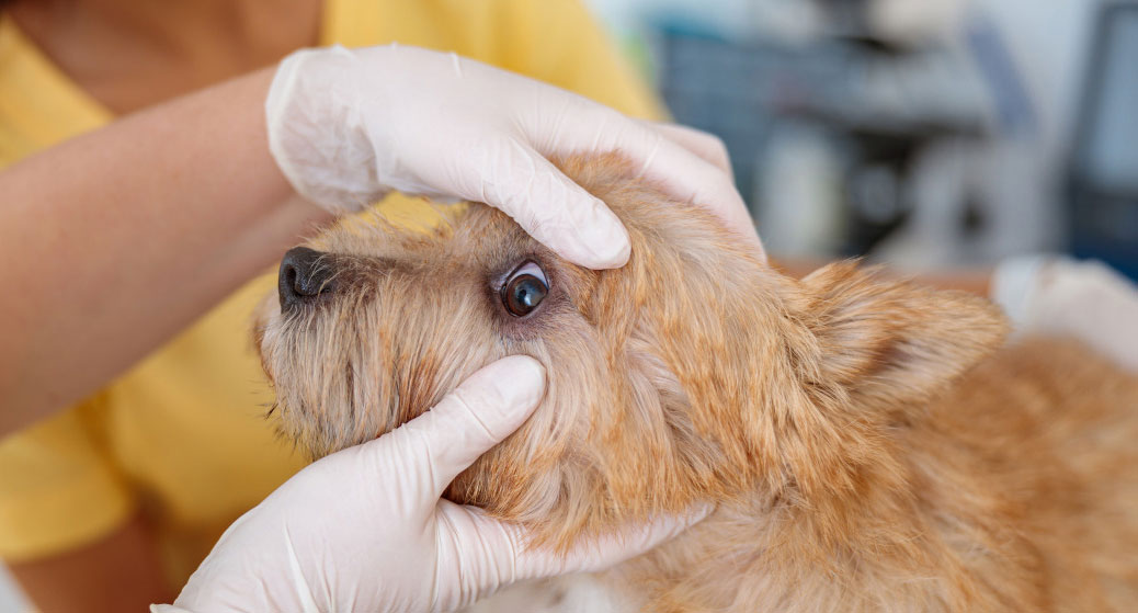 Diagnóstico y tratamiento de la secreción purulenta ocular en perros