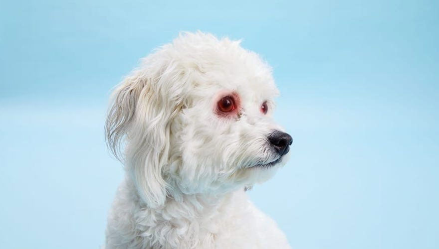 Ojos rojos en un perro blanco debido al lagrimeo