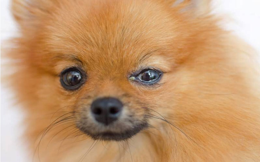 Por qué supuran los ojos de un perro