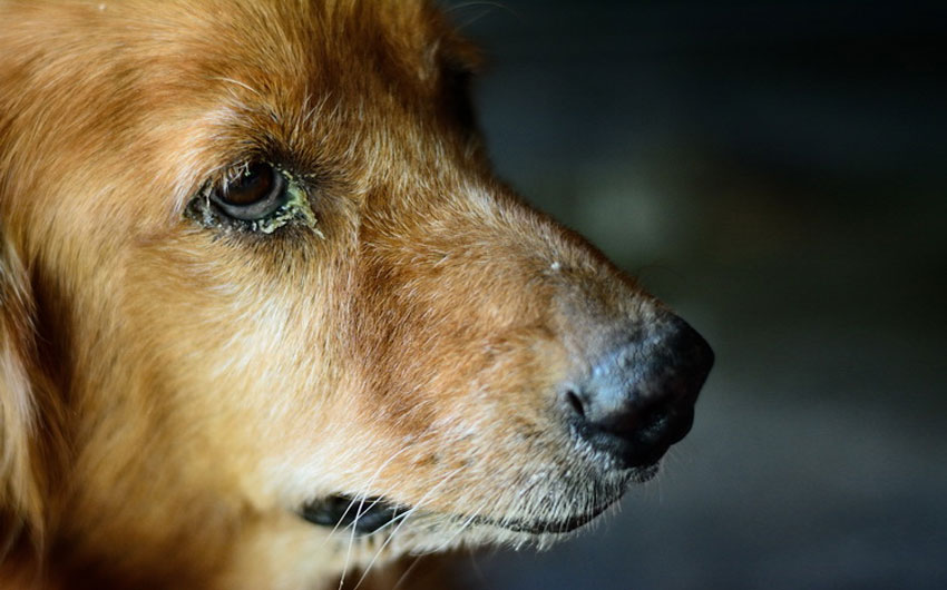 Secreción purulenta de los ojos en perros