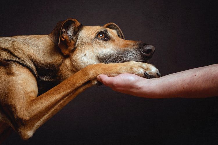 Al perro le duele la pata después de la inyección