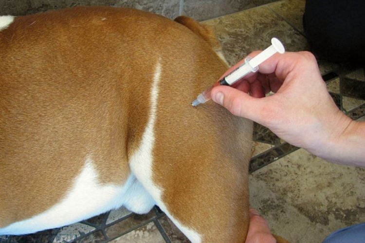 Inyección a un perro en casa