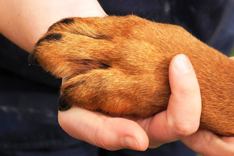 Al perro le duele la pata después de la inyección