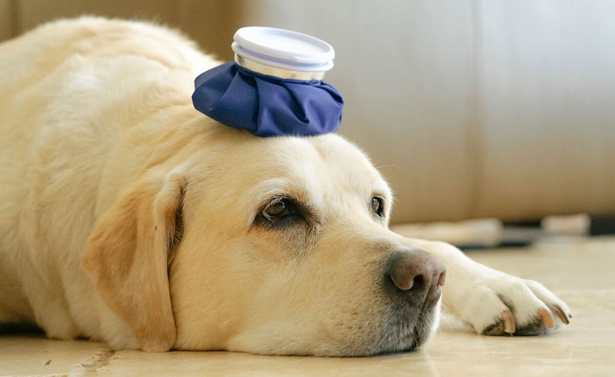 Diagnóstico y tratamiento de la conmoción cerebral en el perro, pronóstico