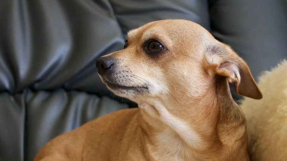 Cómo saber si un perro tiene conmoción cerebral