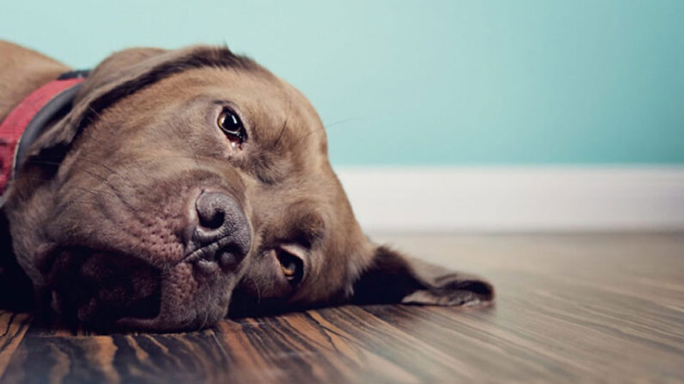 Traumatismo craneoencefálico grave en perros - síntomas