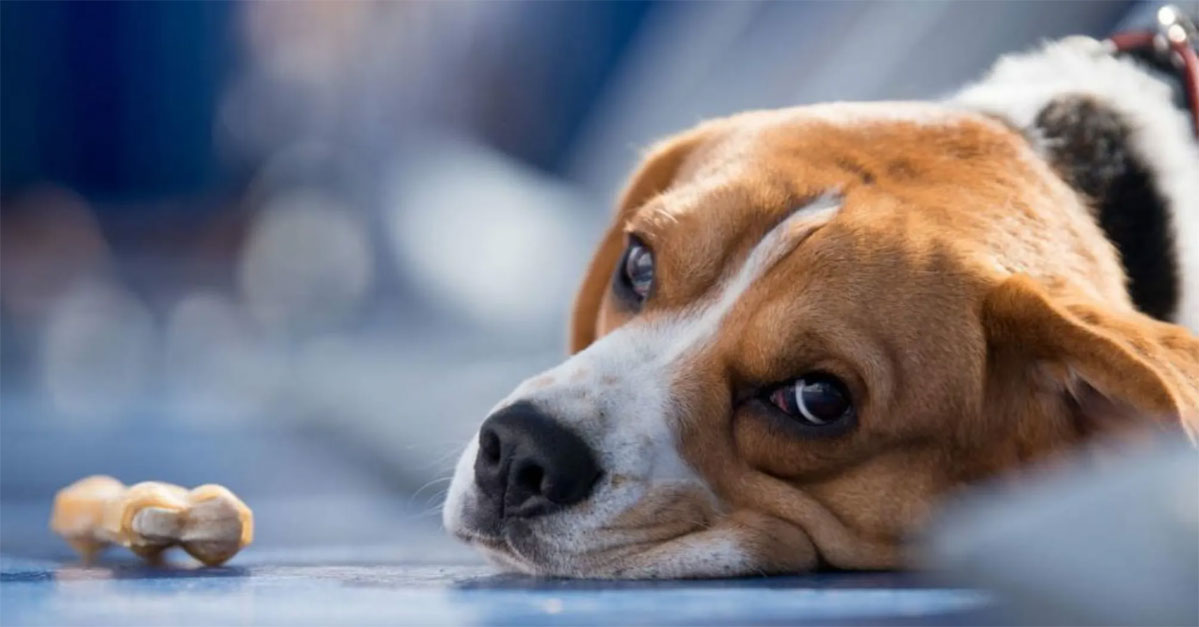 Síntomas de la conmoción cerebral en perros