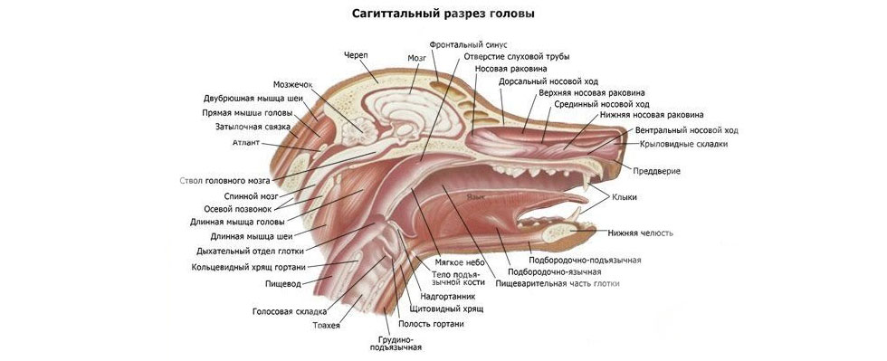 Estructura de la cabeza del perro