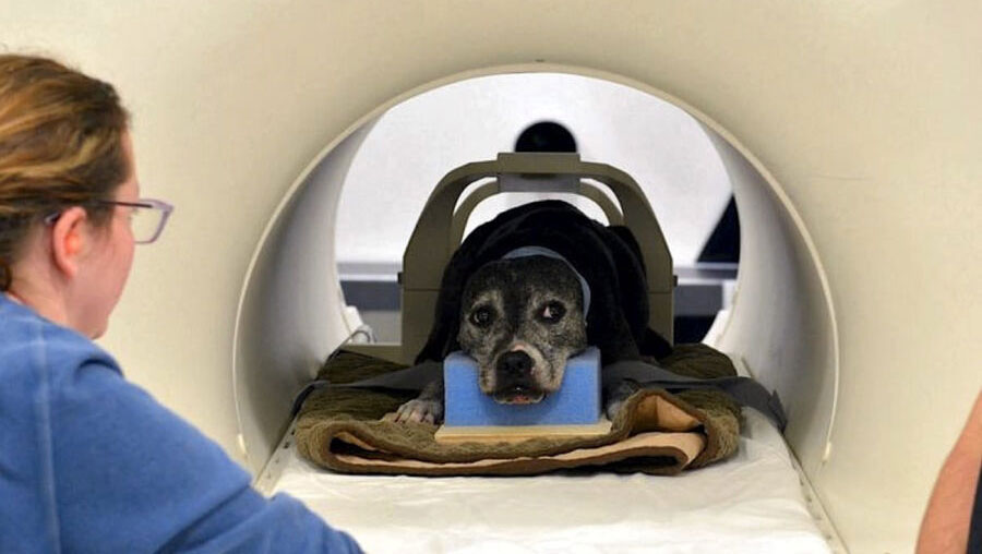 Resonancia magnética en el perro
