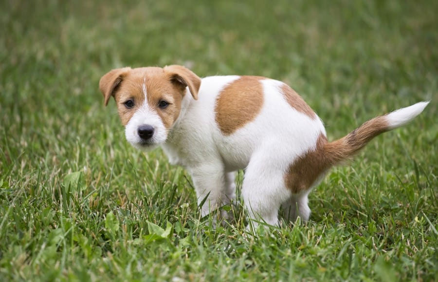 Qué indican las heces amarillas en un perro