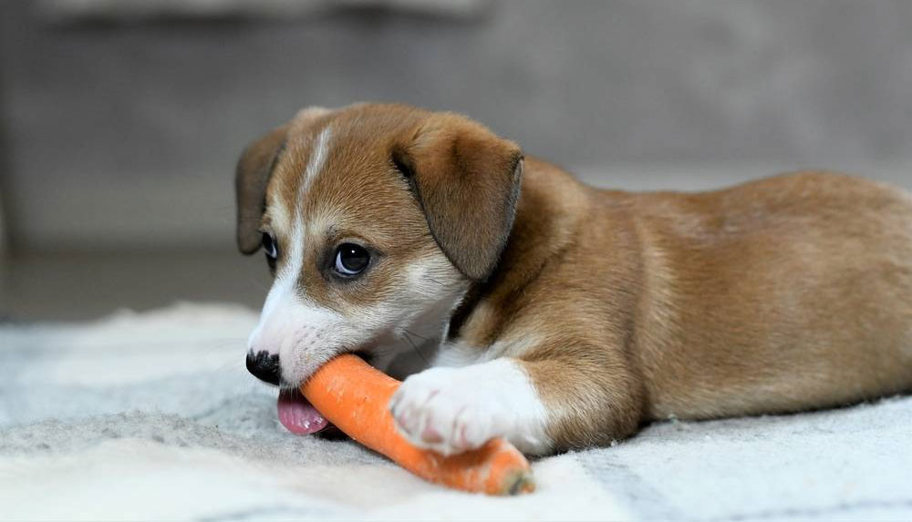 de qué productos puede cambiar el color de las heces del perro