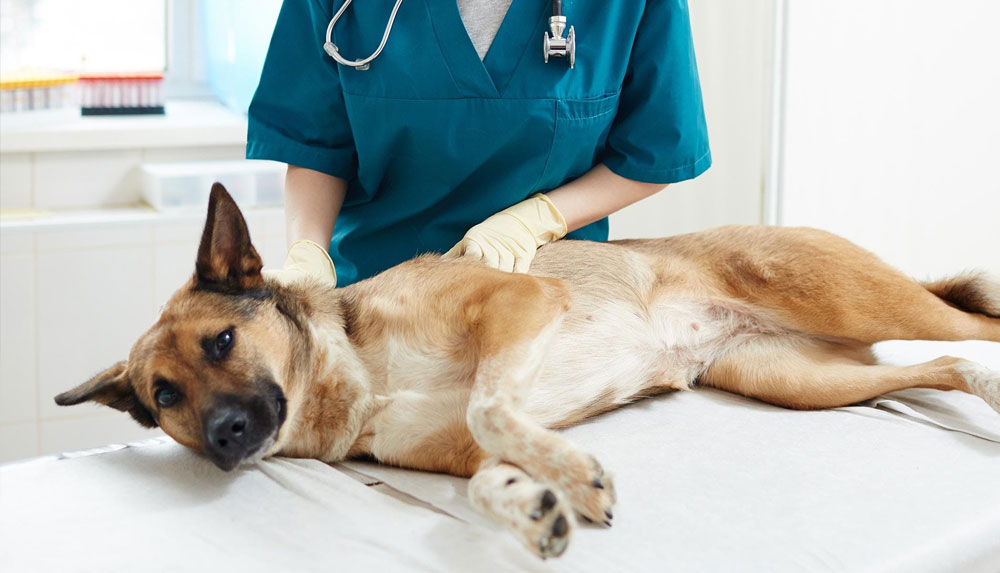 Gastroenteritis en perros