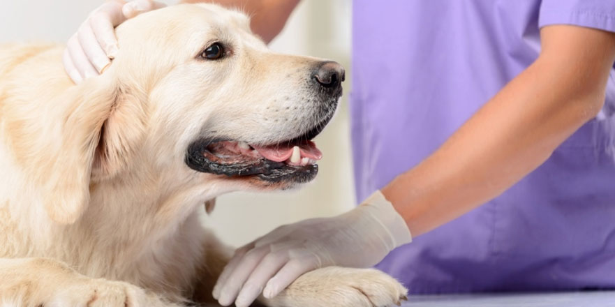 Heces amarillas en perros con enfermedades hepáticas