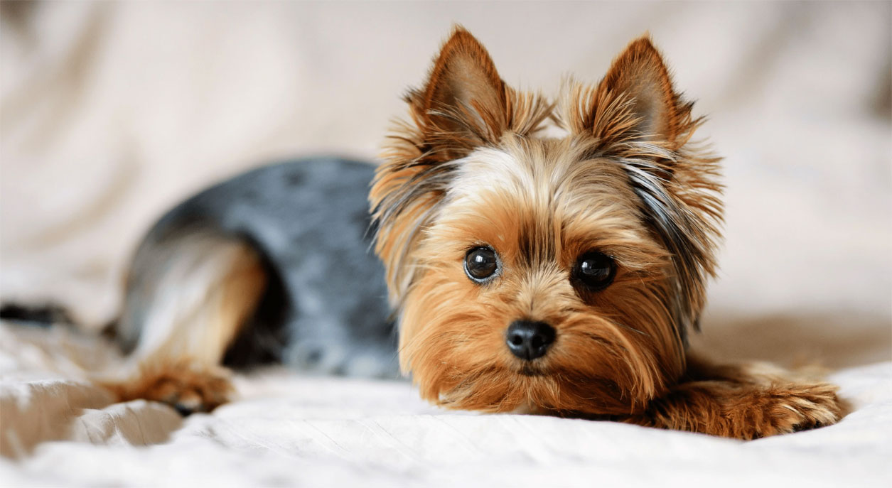 Heces amarillas en perros con enfermedades del páncreas