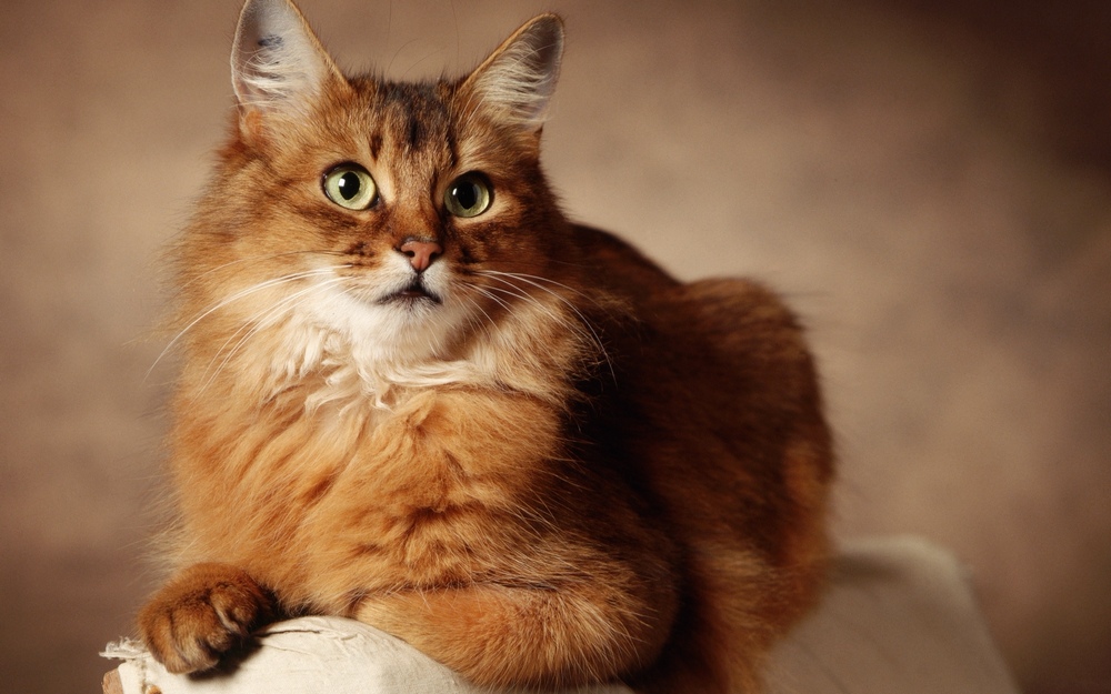 Gato