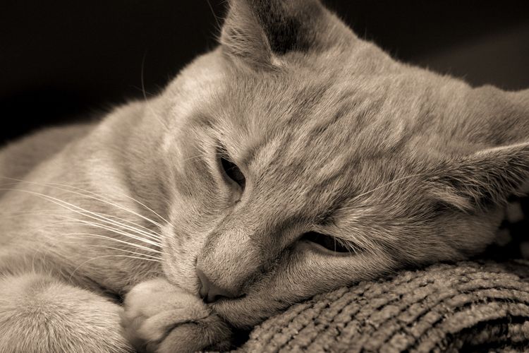 El gato está triste