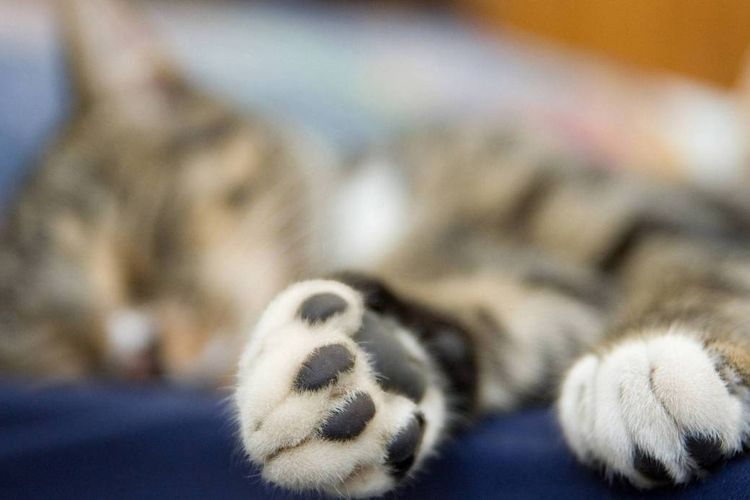 Eutanasia de un gato