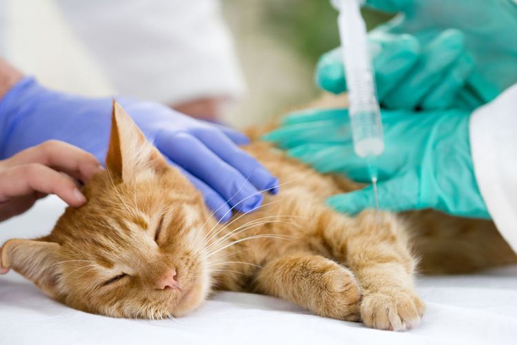Eutanasia para gato en la clínica