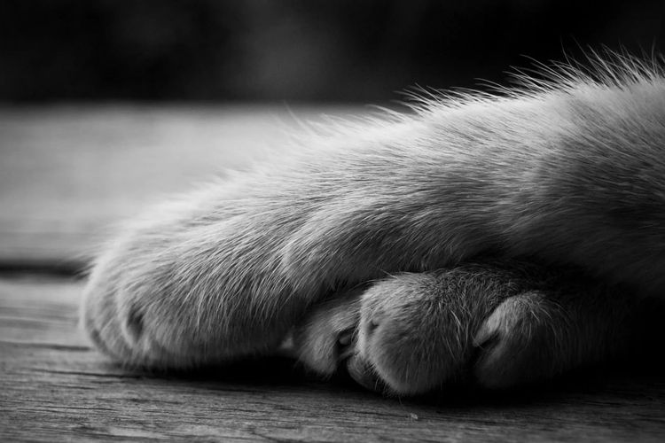 Eutanasia de un gato