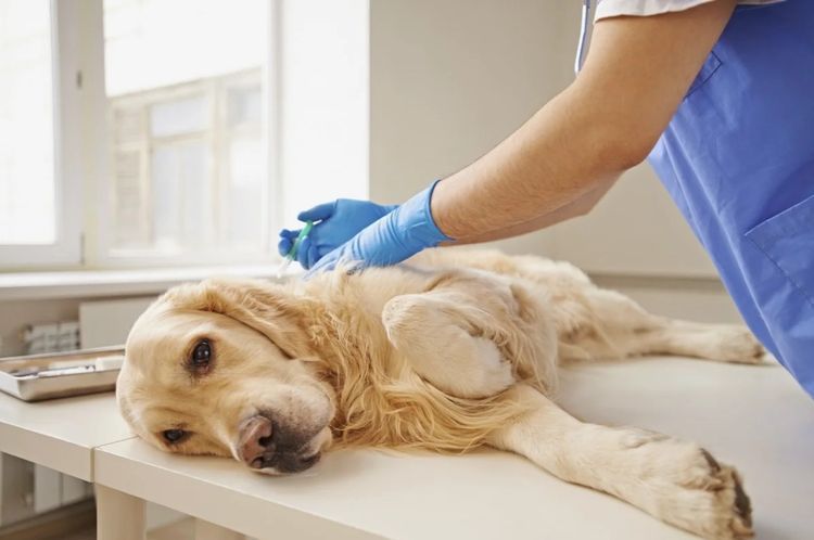 Eutanasia para perros en la clínica