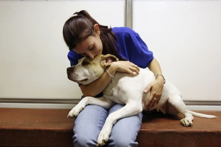 Eutanasia de perro en la clínica