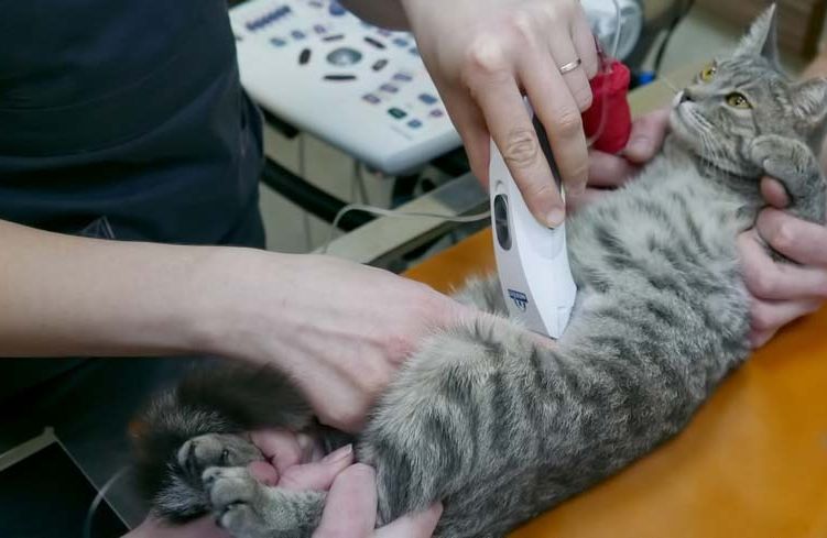 Ecografía cardíaca en el gato