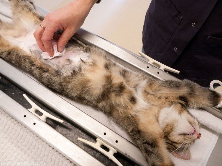 Preparación del gato para la esterilización