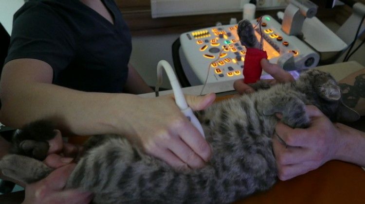 Se le realiza una ecografía al gato.