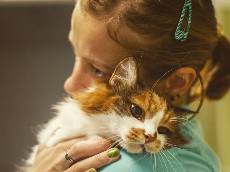 Ecografía del corazón del gato