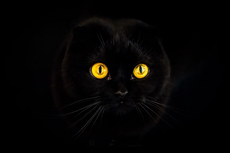 Los ojos del gato brillan en la oscuridad