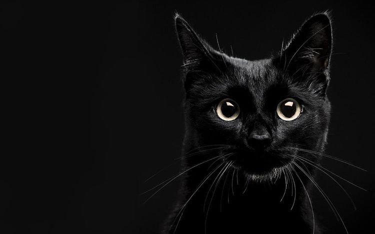 ¿Ven los gatos en la oscuridad?