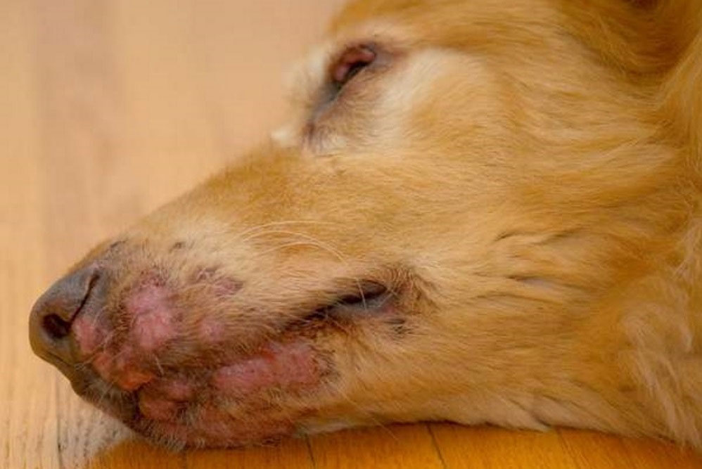 Diagnóstico y tratamiento del lupus eritematoso sistémico en perros
