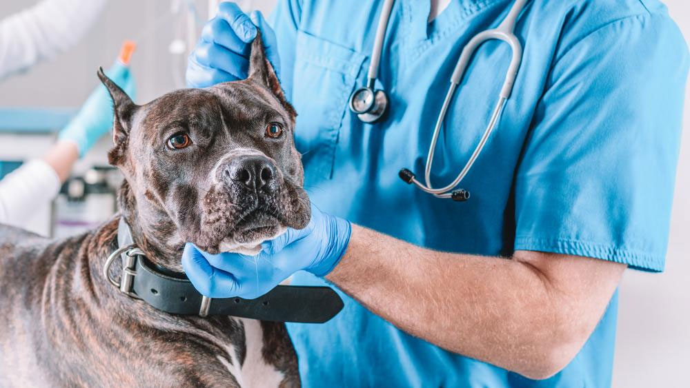 Lupus eritematoso - una enfermedad autoinmune de los perros