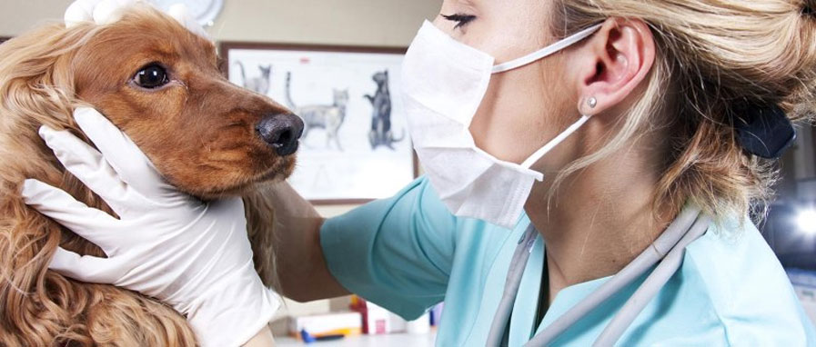 Diagnóstico y tratamiento del lupus eritematoso en perros