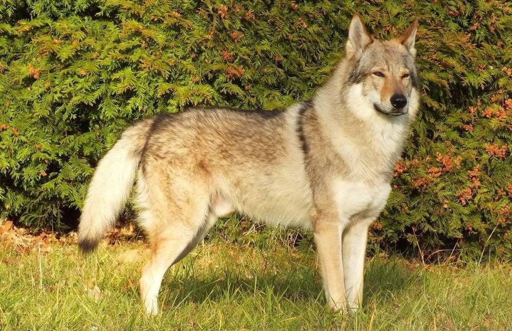 Wolfshund, Gras, Bäume