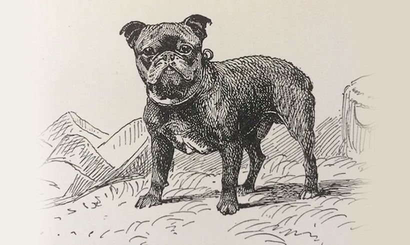 Toy Bulldog - raza de perro extinguida