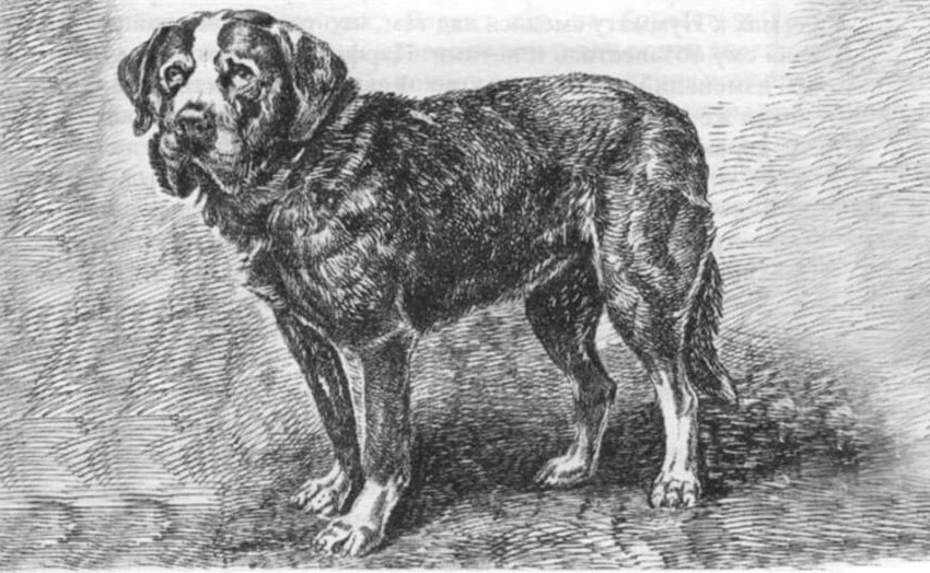 Perro Medelán - raza de perros extinta
