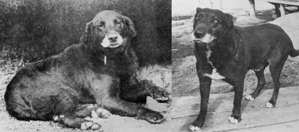 Perro de agua de San Juan - raza de perros extinta