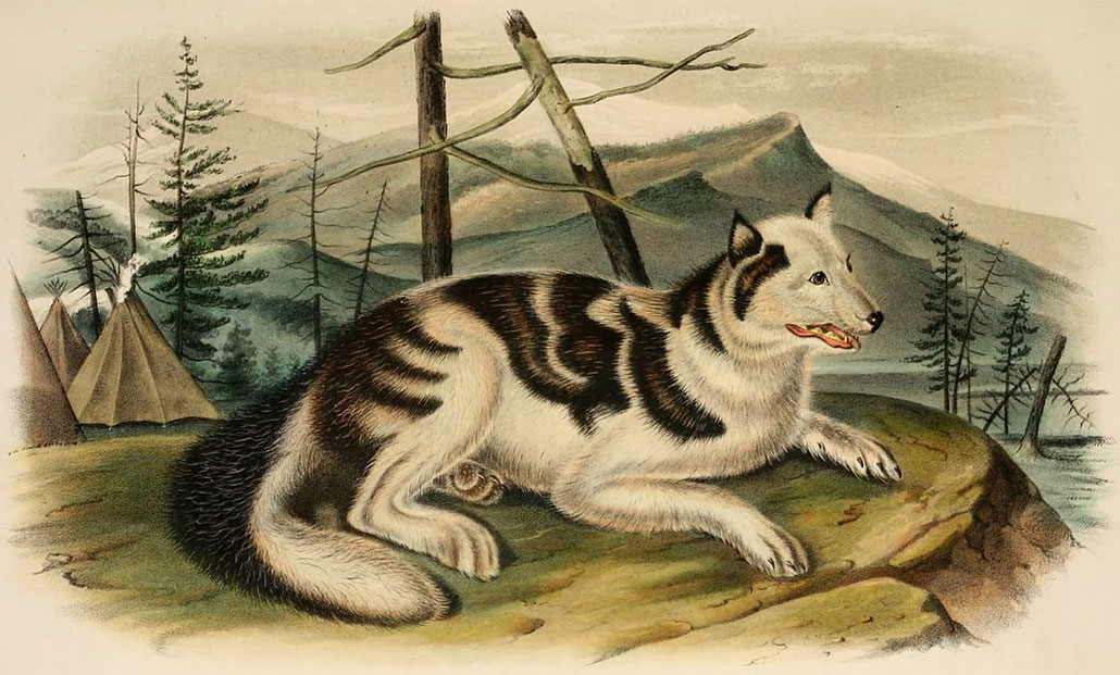 Perro Sajtu - raza de perros extinta