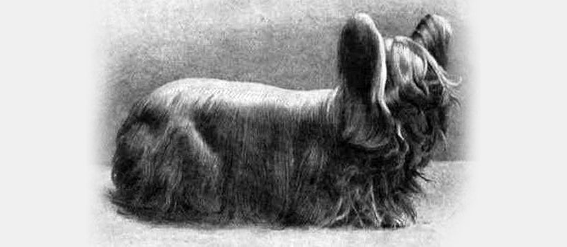 Paisley Terrier - raza extinta de perros
