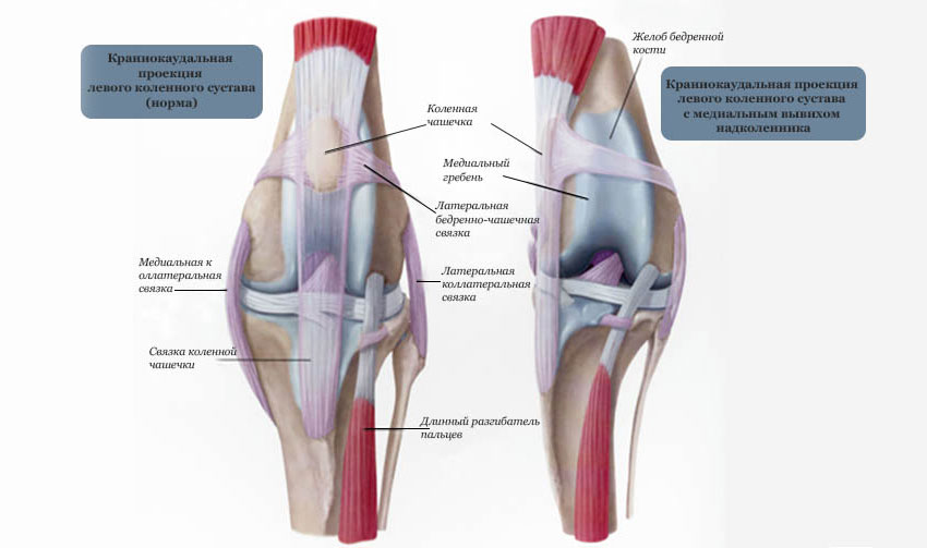 Articulación de la rodilla en el perro