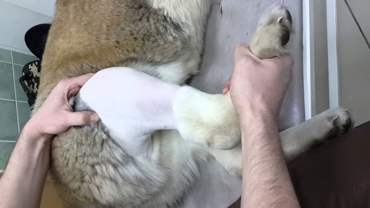 Luxación de la rótula en perros - tratamiento quirúrgico