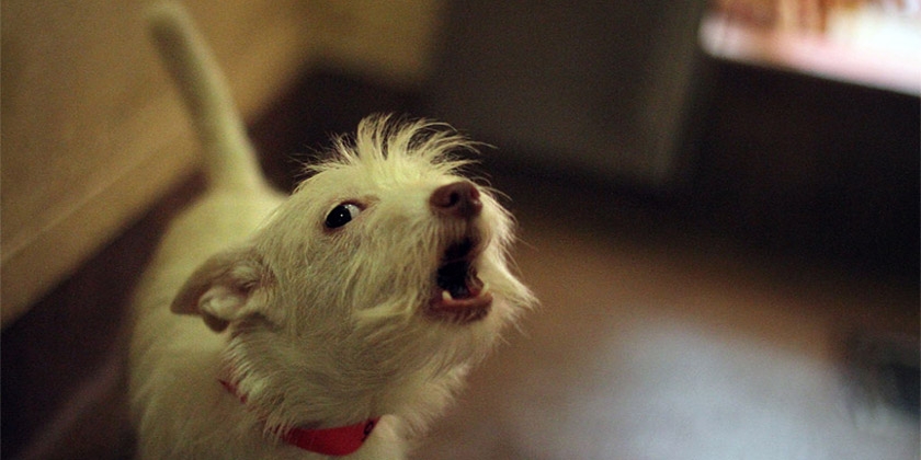 El perro aúlla