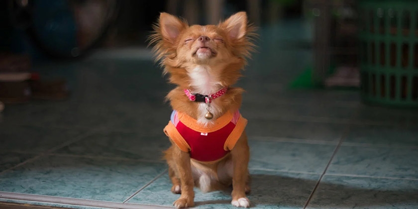El perro ladra