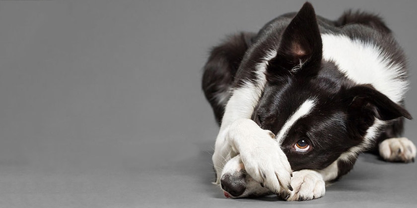 Ley sobre el ladrido de perros en el sector privado y edificios de viviendas