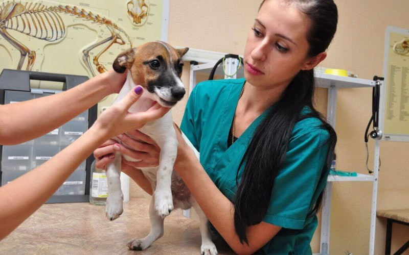 Vólvulo gástrico en perros - síntomas, tratamiento, prevención