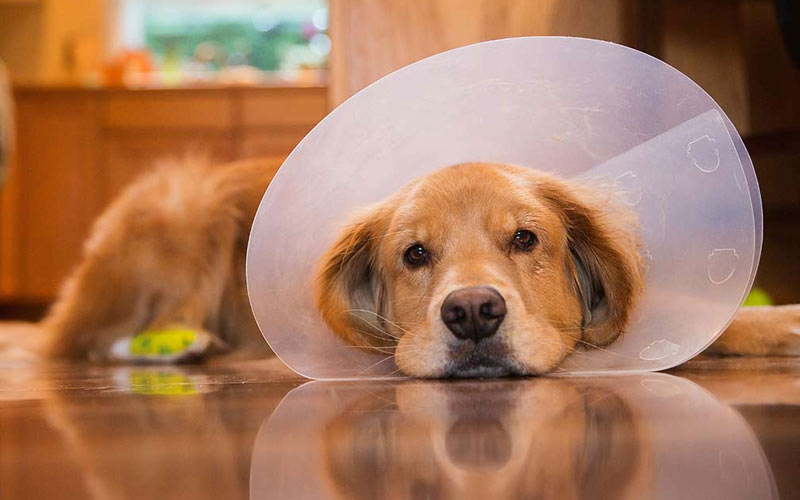 Vólvulo gástrico en perros - cirugía y período postoperatorio
