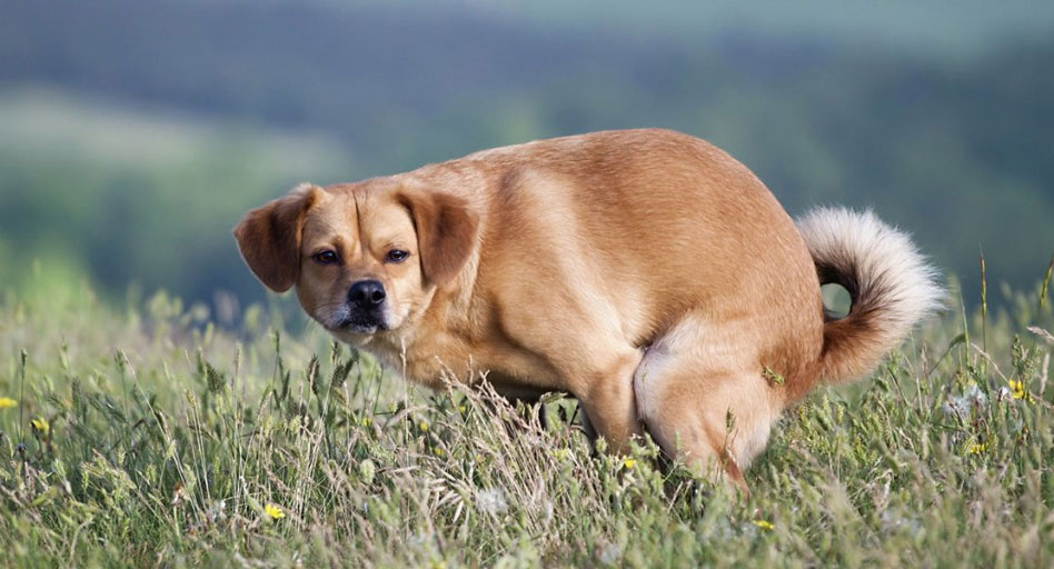 Qué indican las heces verdes en el perro