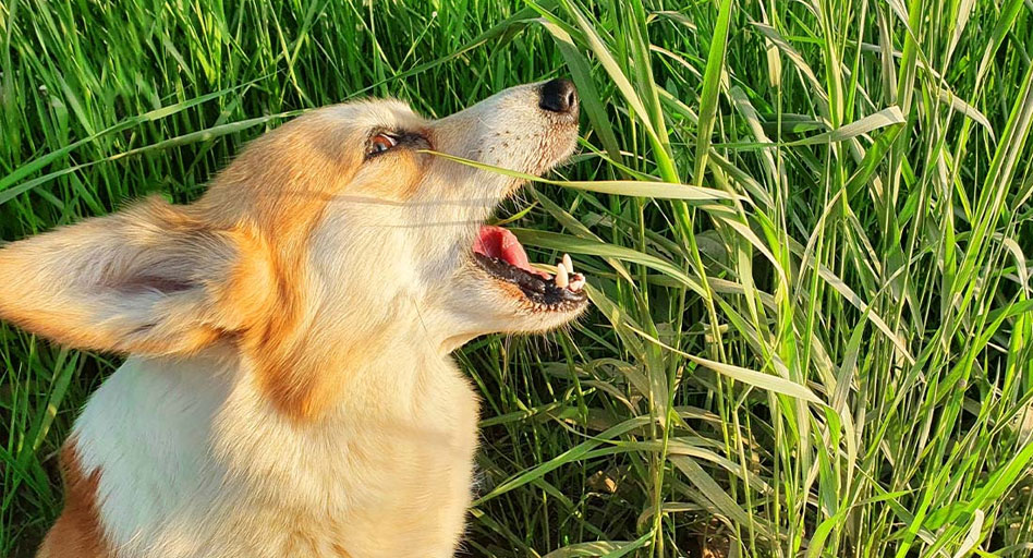 La ingestión de hierba es una de las causas de las heces verdes en el perro