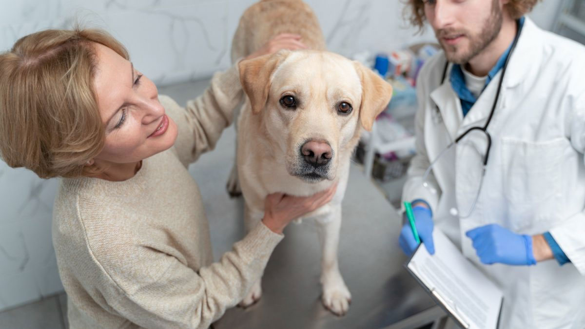 Heces verdes en enfermedades infecciosas de perros